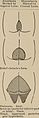 Nervous and mental diseases (1908) (14755127746).jpg