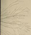 Nervous and mental diseases (1908) (14777720402).jpg