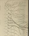 Nervous and mental diseases (1908) (14591421438).jpg