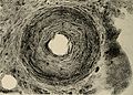 Nervous and mental diseases (1908) (14591529537).jpg