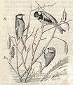 Heubach great tit and blue tit.jpg
