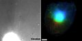 File:Calcium-Signaling-in-Live-Cells-on-Elastic-Gels-under-Mechanical-Vibration-at-Subcellular-Levels-pone.0026181.s006.ogv