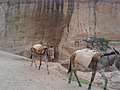 Donkeys ready to take a load of soil in Ramin Tifa pond kano state (2).jpg