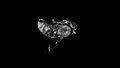 File:Micro-CT-Imaging-of-Denatured-Chitin-by-Silver-to-Explore-Honey-Bee-and-Insect-Pathologies-pone.0027448.s007.ogv