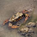 Brown crab with barnacles.jpg
