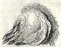 Heubach mole left hand.jpg