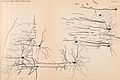 Archives of neurology and psychopathology. (1900) (14756017316).jpg