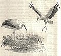Heubach stork.jpg