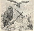 Heubach golden eagle.jpg