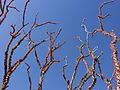 Ocotillo 02.jpg