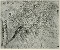 A. M. A. archives of neurology and psychiatry (1919) (14757567486).jpg