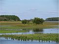 Chincoteague National Wildlife Refuge - salt water marsh (4752171878).jpg