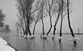 "Ballerinas" black and white on the Danube - "Balerine" pe Dunare in alb si negru - panoramio.jpg