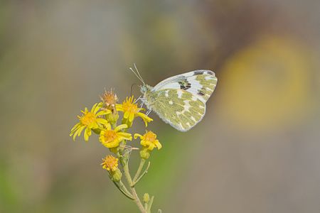 Pontia daplidice (Bath white)