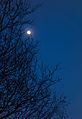 Waxing moon in tree 2.jpg