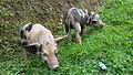 Darjeeling Pigs.jpg