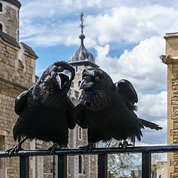 Jubilee and Munin, Ravens, Tower of London 2016-04-30.jpg