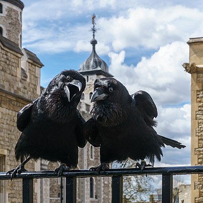 Jubilee and Munin, Ravens, Tower of London 2016-04-30.jpg