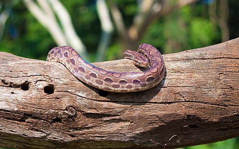 Jiboia Boa constrictor