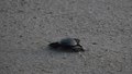 File:Liberación de tortugas golfinas en campamento de Barra de Coyuca 1.webm