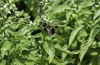 Cinnamon Basil and Bumblebee 2 LR.jpg