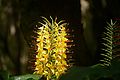 Hedychium gardnerianum - Flores (Azores).JPG