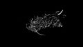 File:Micro-CT-Imaging-of-Denatured-Chitin-by-Silver-to-Explore-Honey-Bee-and-Insect-Pathologies-pone.0027448.s002.ogv