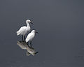 Egretta thula.jpg