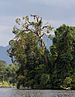 Dead tree at Situ Lengkong, Ciamis 2017-03-11.jpg
