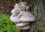 Tinder fungus on pine.jpg