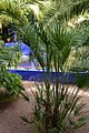 Chamaerops humilis (jardin Majorelle).JPG