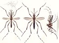 Aedes aegypti E-A-Goeldi 1905.jpg