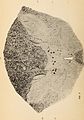 Archives of neurology and psychopathology. (1900) (14592318239).jpg