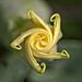 Datura innoxia - immature flower.jpg