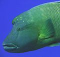 Napolean wrasse close up.jpg