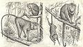 Heubach guenon and howler monkey.jpg