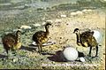 "Just Arrived at the Ostrich Farm" (10689849764).jpg