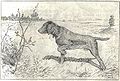 Heubach hunting dog.jpg