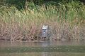 Bird Box at Great Bay National Wildlife Refuge, Newington, NH. (4149555581).jpg