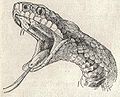 Heubach vipera berus.jpg