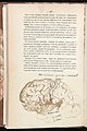 Page showing illustration of the brain Wellcome L0041061.jpg