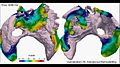 File:Atrial-Heterogeneity-Generates-Re-entrant-Substrate-during-Atrial-Fibrillation-and-Anti-arrhythmic-pcbi.1005245.s032.ogv