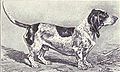 Blue Basset of Gascogne from 1915.JPG