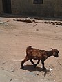 Goat in kano state (1).jpg