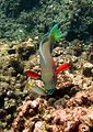 Parrot fish herbivory.jpg