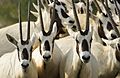 Arabian Oryx Sir Bani Yas Island.jpg