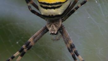 File:Argiope bruennichi (female).ogv