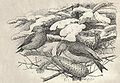 Heubach common crossbill.jpg
