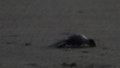 File:Liberación de tortugas golfinas en campamento de Barra de Coyuca 3.webm