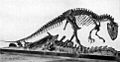 AllosaurusAMNH5753.jpg